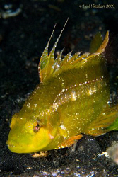 Flagfin Wrasse - according to Neville Coleman "a rarely s... by Debi Henshaw 
